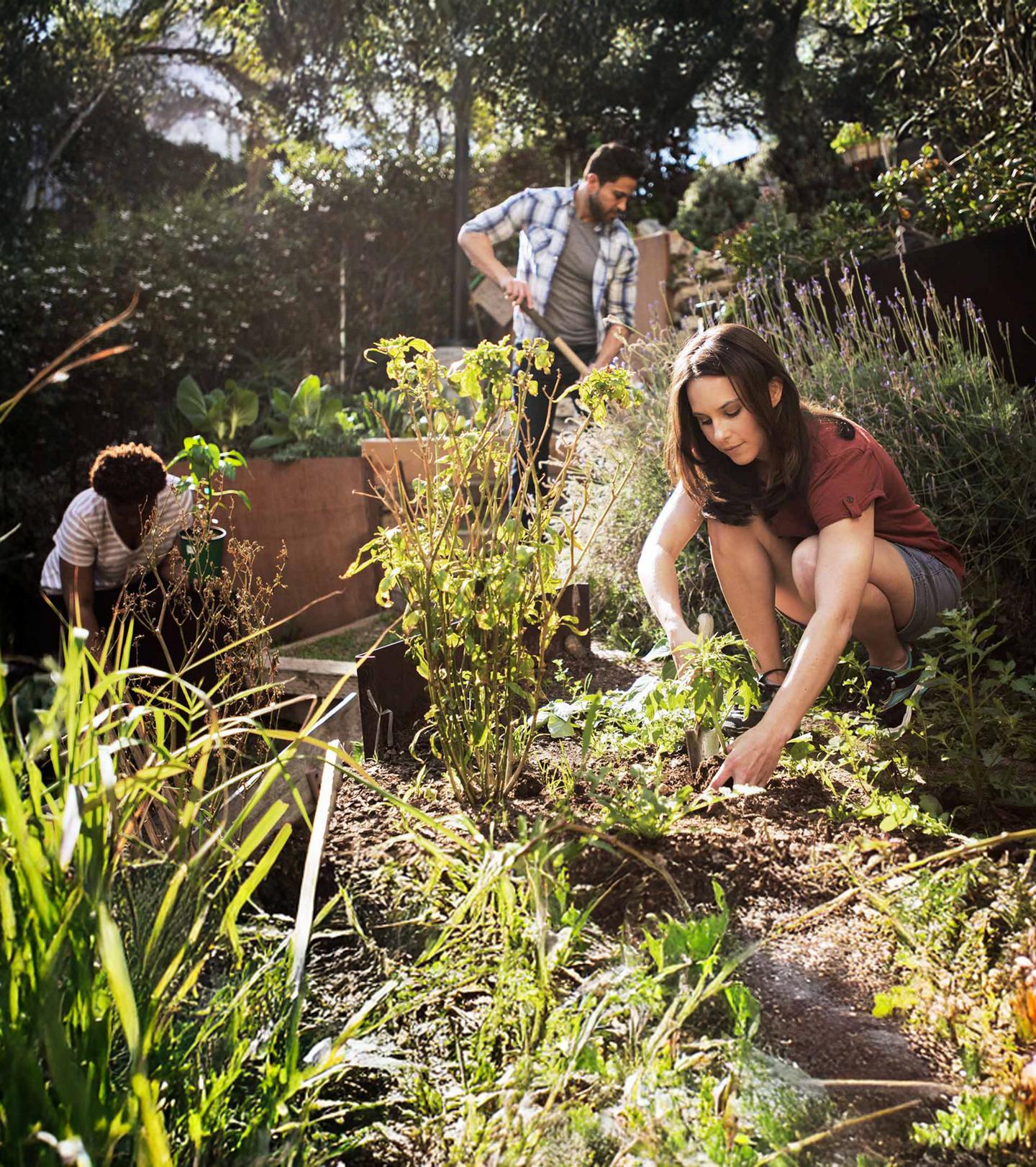 Three people tend plants in a community garden.